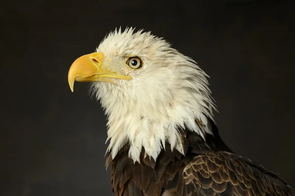 Bald eagle portret — Stockfoto