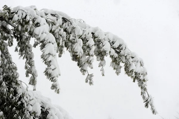 Tree branch covered with snow — Stock Photo, Image