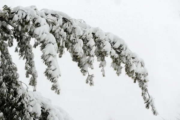 雪覆盖着的树分支 — 图库照片