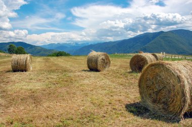Hasattan sonra tarlada saman balyası
