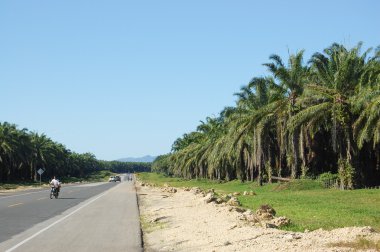 boş sokaklarda ve palm tarafı.