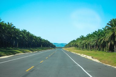 boş sokaklarda ve palm tarafı.