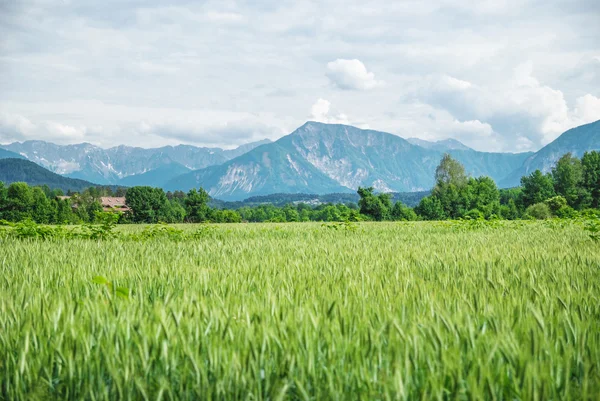 Field of spring grass and mountains — Stock Photo, Image