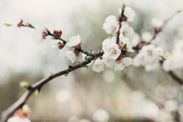 Blommor av körsbär blommar — Stockfoto