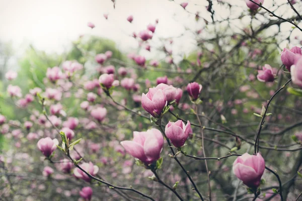 Magnolia träd blossom — Stockfoto