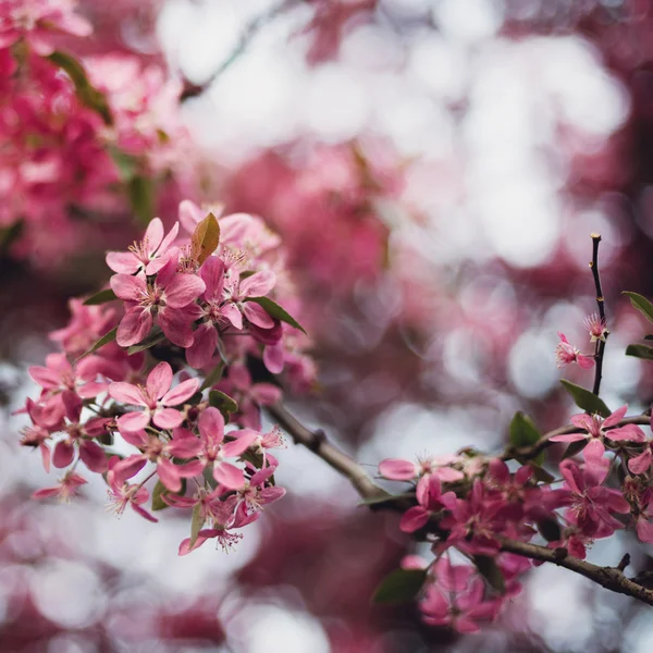 Blommor av körsbär blommar — Stockfoto