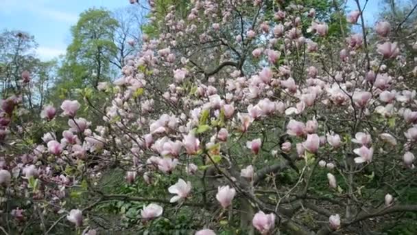 Magnolia tree blossom — Stock Video