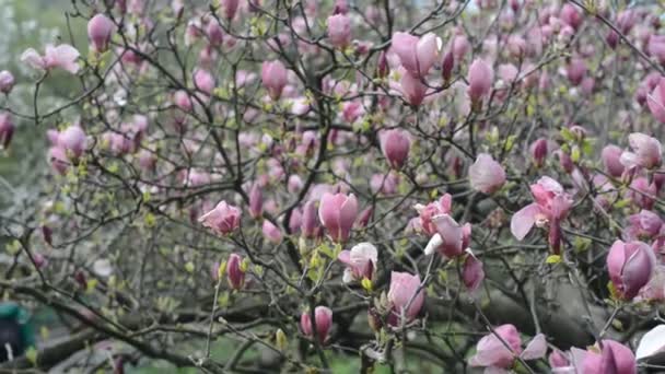 Magnolia tree blossom — Stock Video