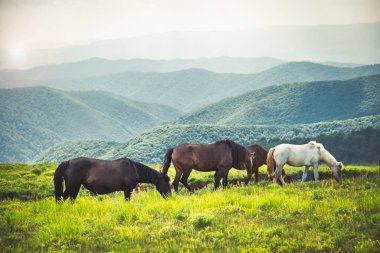 Atlar yeşil dağlardaki temiz çayırlarda otlarlar. Karpatyalı