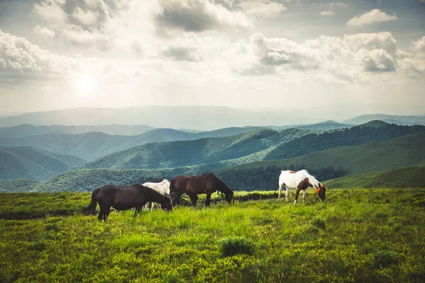 Horses Graze Clean Meadows Green Mountains Carpathian — стоковое фото
