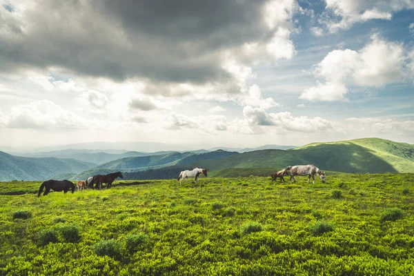 Cavalos Pastam Prados Limpos Nas Montanhas Verdes Cárpatos — Fotografia de Stock