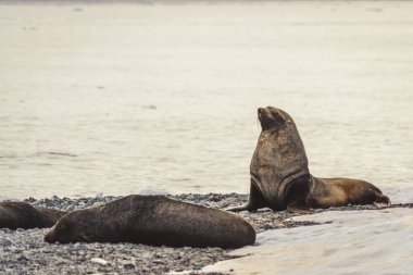 Antarktika 'da Fue fokları. Port Lockroy 'da. Keşif