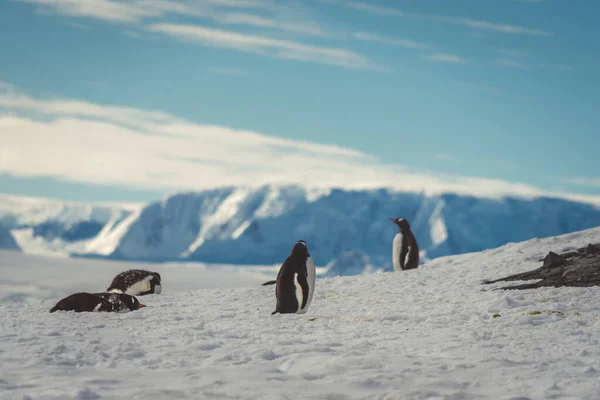 Tučňáků Antarktidě Port Lockroy Expedice — Stock fotografie