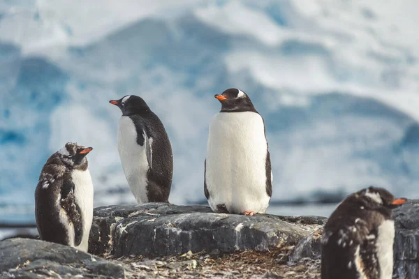 Pingvinek Antarktiszon Port Lockroy Expedíció — Stock Fotó