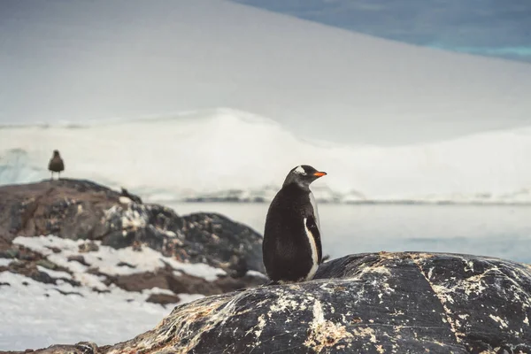 Pinguins Antártida Porto Lockroy Expedição — Fotografia de Stock