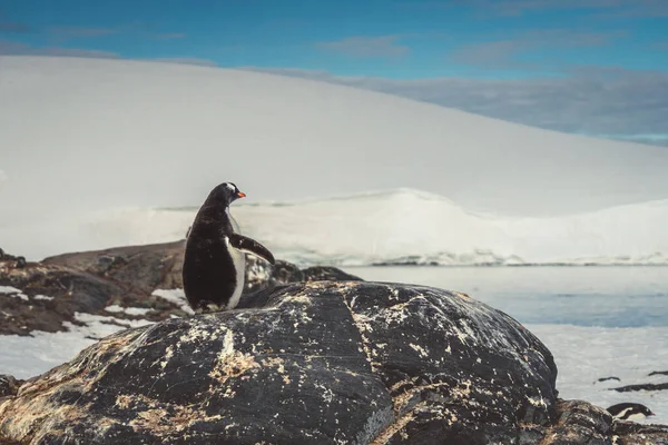 Tučňáků Antarktidě Port Lockroy Expedice — Stock fotografie
