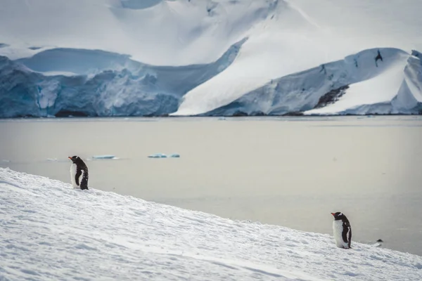 Pingüinos Antártida Port Lockroy Expedición —  Fotos de Stock