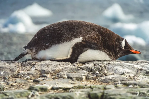 Пингвины Антарктиде Порт Локрой Экспедиция — стоковое фото