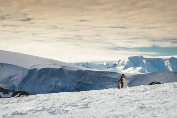 Πιγκουΐνους Στην Ανταρκτική Λιμάνι Lockroy Εκστρατεία — Φωτογραφία Αρχείου