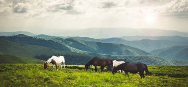 Horses graze on clean meadows at the green mountains. Carpathian