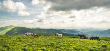 Atlar yeşil dağlardaki temiz çayırlarda otlarlar. Karpatyalı