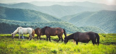 Horses graze on clean meadows at the green mountains. Carpathian