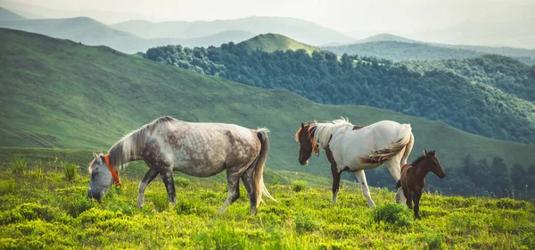 Horses Graze Clean Meadows Green Mountains Carpathian — Stok fotoğraf