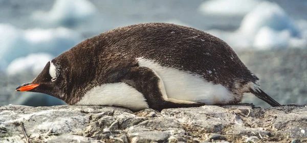 Пингвины Антарктиде Порт Локрой Экспедиция — стоковое фото
