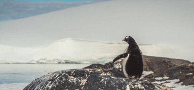 Antartika'da penguenler. Bağlantı noktası Lockroy. Sefer
