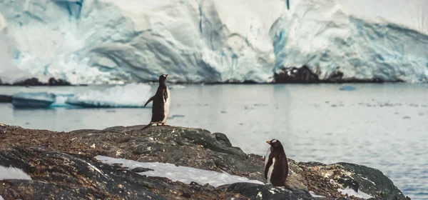 Pinguïns Antarctica Poort Lockroy Expeditie — Stockfoto