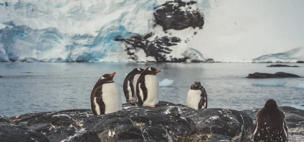 Tučňáků Antarktidě Port Lockroy Expedice — Stock fotografie