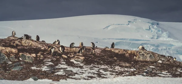 Pingvinek Antarktiszon Port Lockroy Expedíció — Stock Fotó