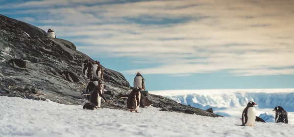 Pinguins Antártida Porto Lockroy Expedição — Fotografia de Stock