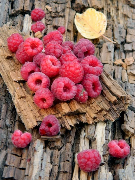 Raspberries on tree bark — Stock Photo, Image