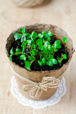 taze su teresi salatası