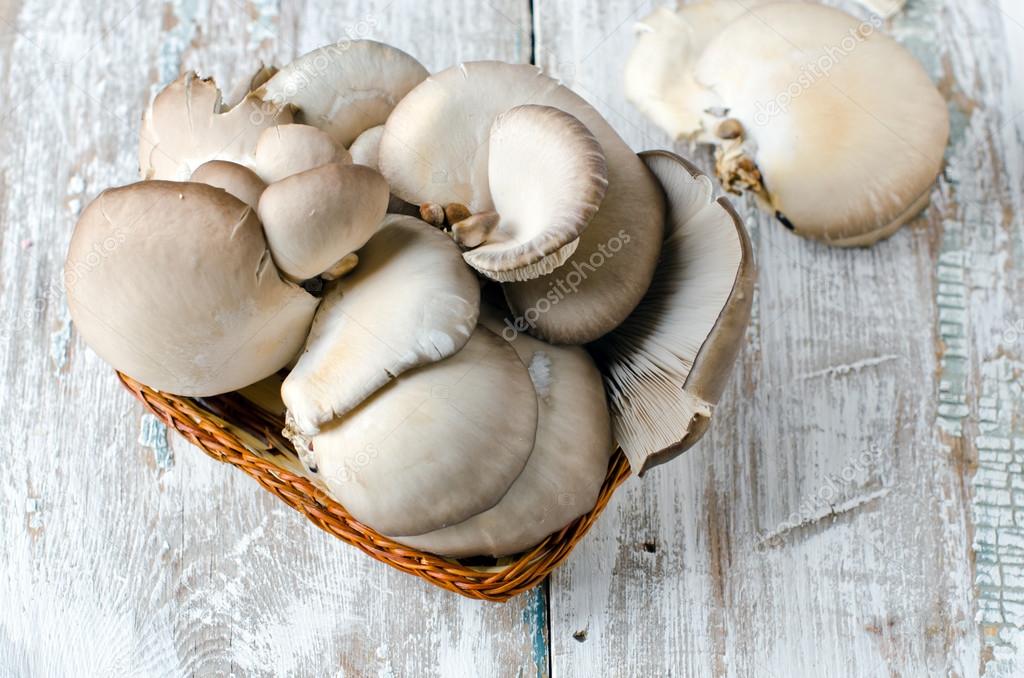 Mushrooms oyster mushrooms