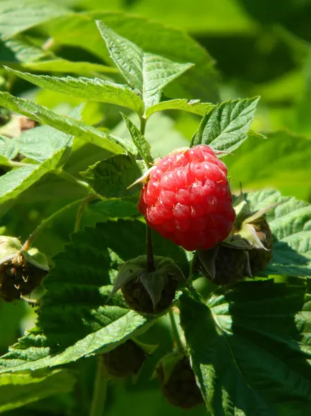 Raspberry on a branch — Stock Photo, Image