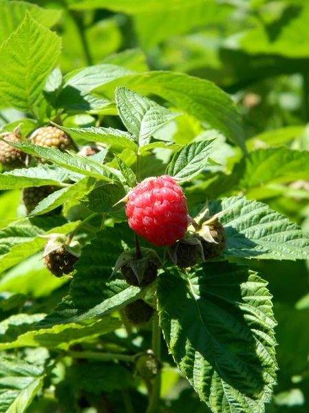 Raspberry on a branch — Stock Photo, Image