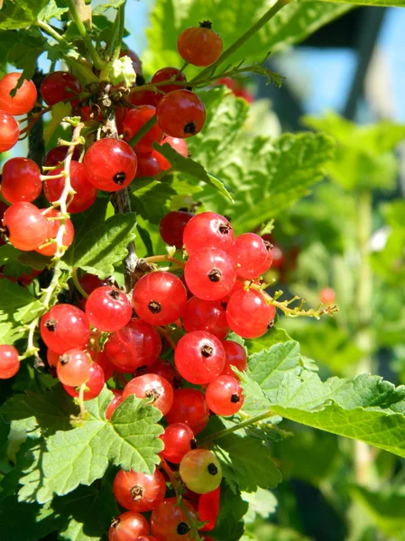 Red currant berries — Stock Photo, Image