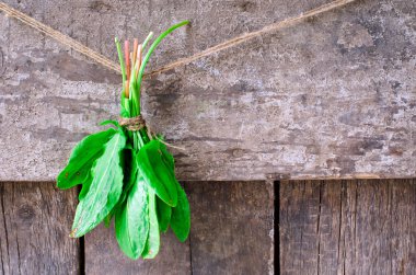 bir avuç taze ıspanak