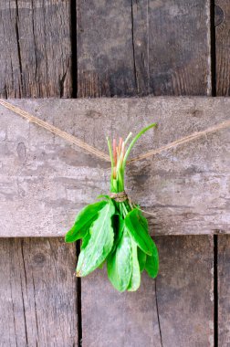 bir avuç taze adaçayı