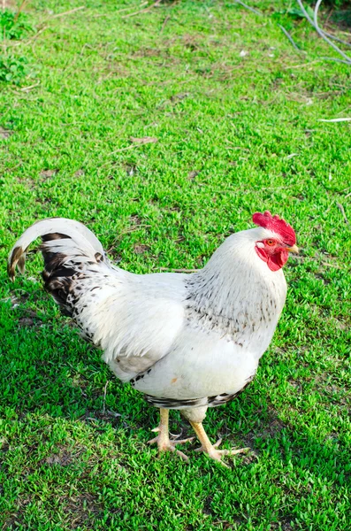 Cock on the grass — Stock Photo, Image