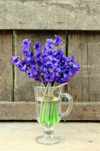 Bukett av hyacinter — Stockfoto