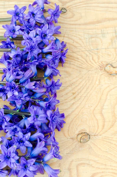 Bouquet of hyacinths — Stock Photo, Image