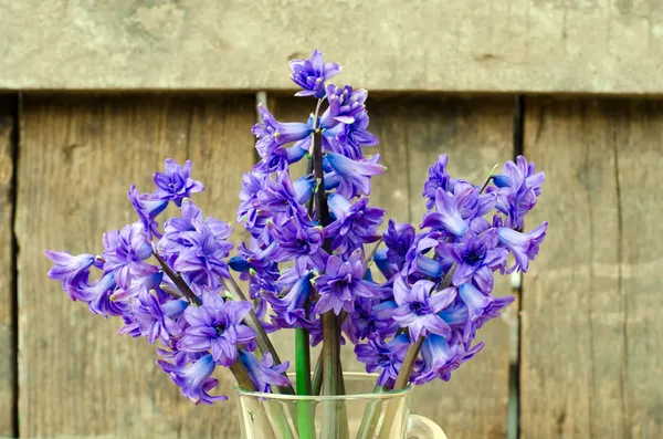 Bouquet of hyacinths — Stock Photo, Image