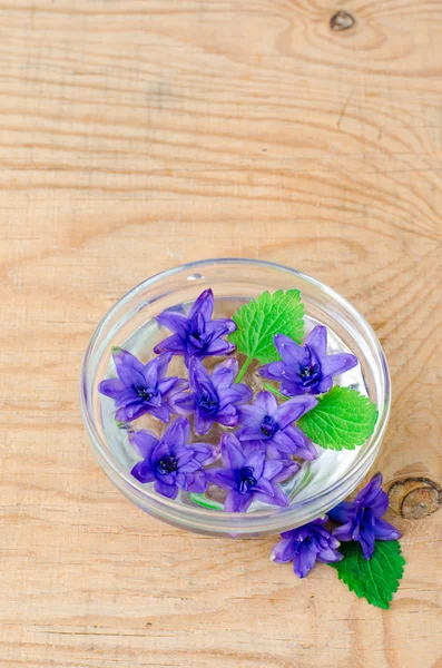 Flowers hyacinth in a bowl with water — Stock Photo, Image