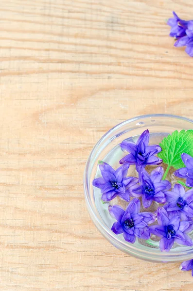 Цветы гиацинта в миске с водой — стоковое фото