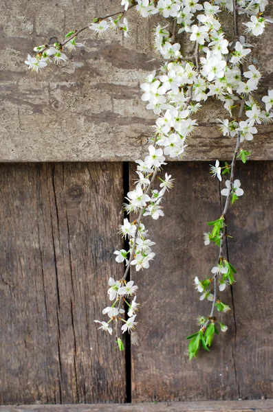 Branch on the wooden background — Stock Photo, Image