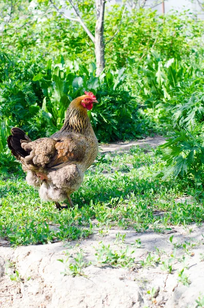 Pollo rojo en la hierba verde — Foto de Stock