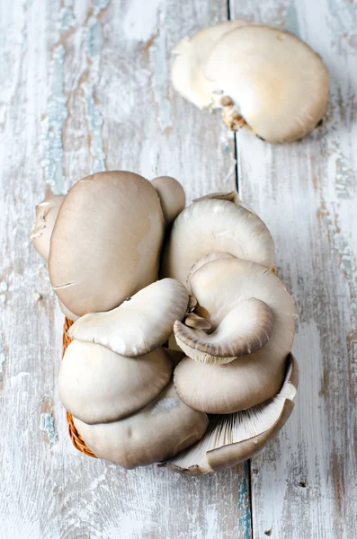 Cogumelos ostra cogumelos — Fotografia de Stock